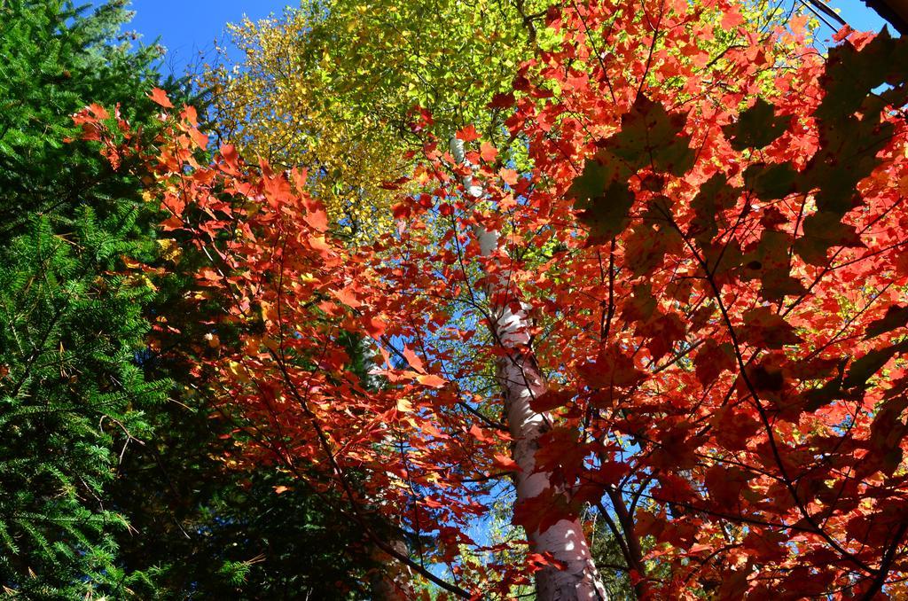 Motel Le Fleuron Saint-Donat-de-Montcalm Esterno foto
